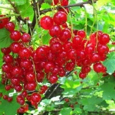 Смородина Красная Андрейченко за копейку! фото