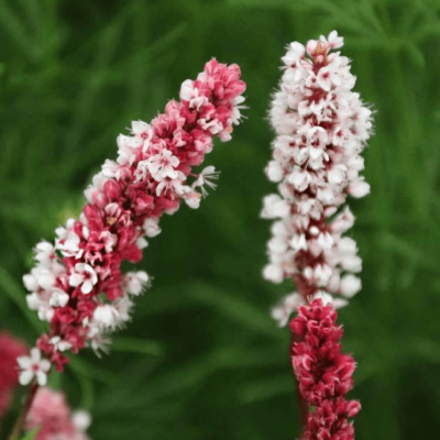 Горец родственный Дарджилинг Ред Горец родственный Дарджилинг Ред фото
