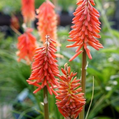 Книфофия Ред Рокет - Dolina-Sad.Ru