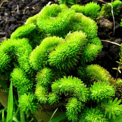 Седум отогнутый фото