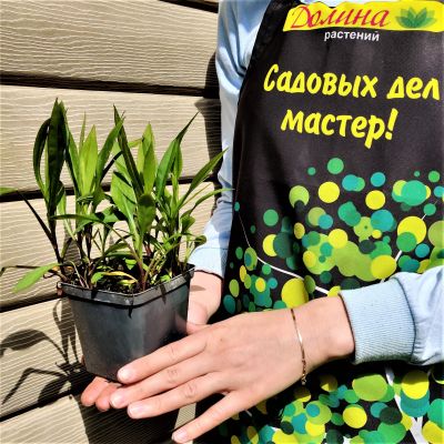 Астра кустарниковая Блаубокс фото