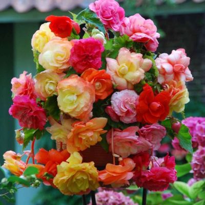 Бегония Ампельный Микс Бегония Ампельный Микс фото