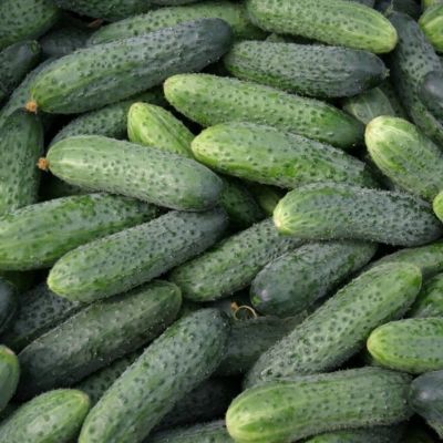 Огурец Кураж F1 автор. Огурец Кураж F1 автор. - Dolina-Sad.Ru