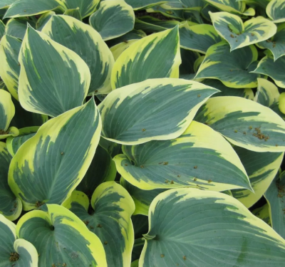 Хоста Фёрст Фрост Хоста Фёрст Фрост фото