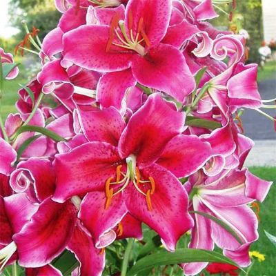 Лилия Кобра Лилия Кобра фото