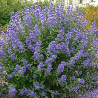 Кариоптерис кландоненсис Гранд Блю Кариоптерис кландоненсис Гранд Блю - Dolina-Sad.Ru