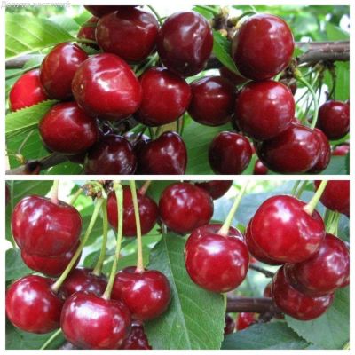 Комплект вишня + черешня Комплект вишня + черешня фото