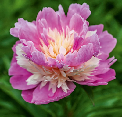 Пион Сорбет Пион Сорбет фото