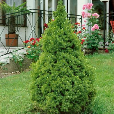 Ель канадская Коника? Ель канадская Коника? - Dolina-Sad.Ru