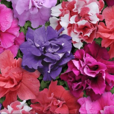 Петуния Махровые Дабл каскад микс Петуния Махровые Дабл каскад микс фото