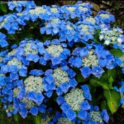 Гортензия крупнолистная Блаумайс Гортензия крупнолистная Блаумайс фото