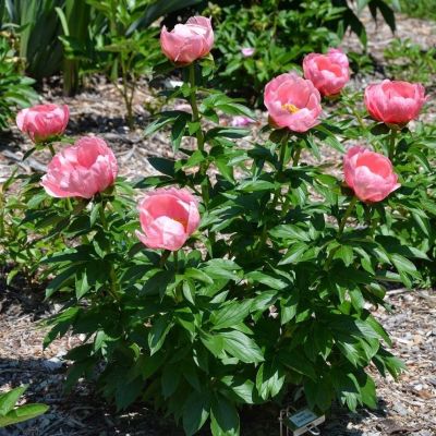 Пион Лавли Роуз - Dolina-Sad.Ru