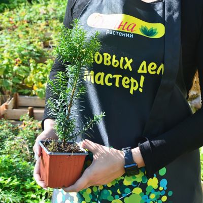 Тис ягодный Купер Голд Тис ягодный Купер Голд - Dolina-Sad.Ru