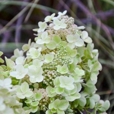 Гортензия метельчатая Би Хеппи Гортензия метельчатая Би Хеппи - Dolina-Sad.Ru