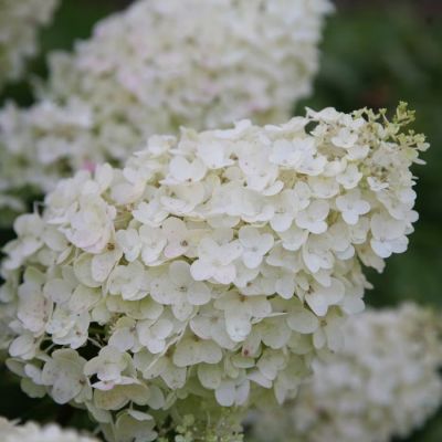 Гортензия метельчатая Сильвер Доллар, С3 Гортензия метельчатая Сильвер Доллар, С3 - Dolina-Sad.Ru
