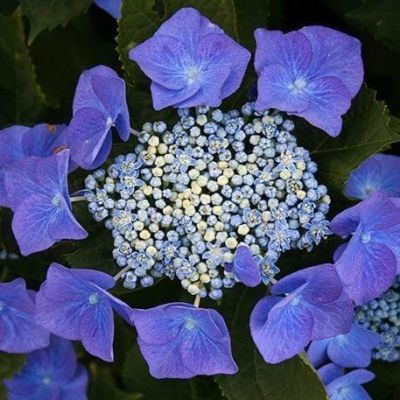 Гортензия крупнолистная Блаумайс Гортензия крупнолистная Блаумайс фото