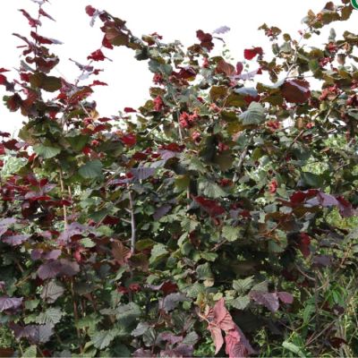 Фундук обыкновенный Род Зеллернут Фундук обыкновенный Род Зеллернут - Dolina-Sad.Ru