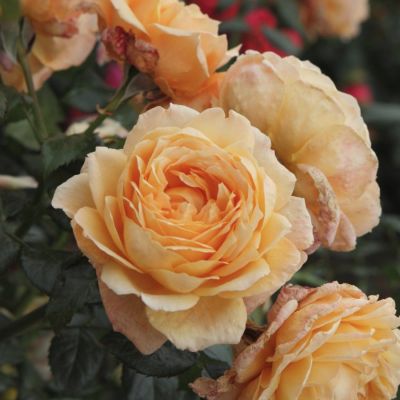 Роза Капри Роза Капри - Dolina-Sad.Ru