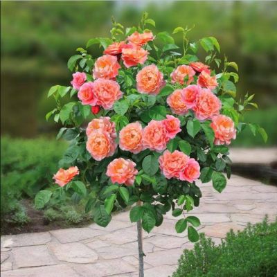 Роза Штамбовая Мария Кюри Роза Штамбовая Мария Кюри - Dolina-Sad.Ru