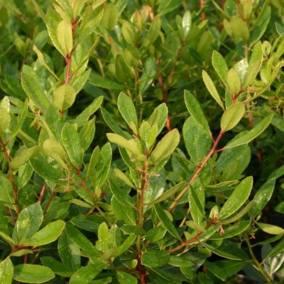 Земляничное дерево Кобра Земляничное дерево Кобра - Dolina-Sad.Ru