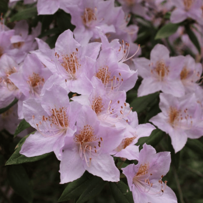 Рододендрон Каннингемс Блаш Рододендрон Каннингемс Блаш фото