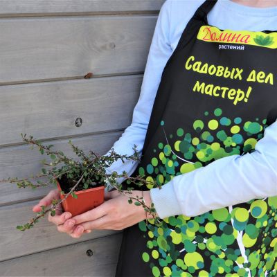 Кизильник лежачий стрейбс финдлинг Кизильник лежачий стрейбс финдлинг фото