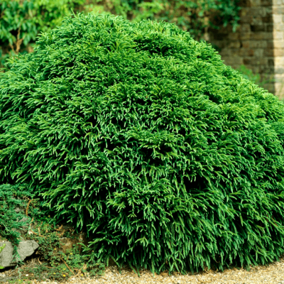 Криптомерия японская Монстроса Нана Криптомерия японская Монстроса Нана фото