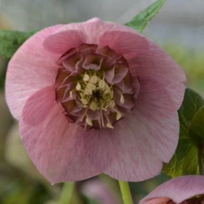 Морозник Анемон Пинк - Dolina-Sad.Ru