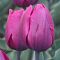 Тюльпан Перпл Флэг Тюльпан Перпл Флэг - Dolina-Sad.Ru
