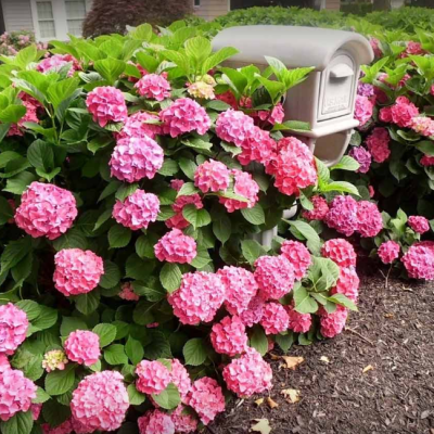 Гортензия крупнолистная Сабрина Гортензия крупнолистная Сабрина фото