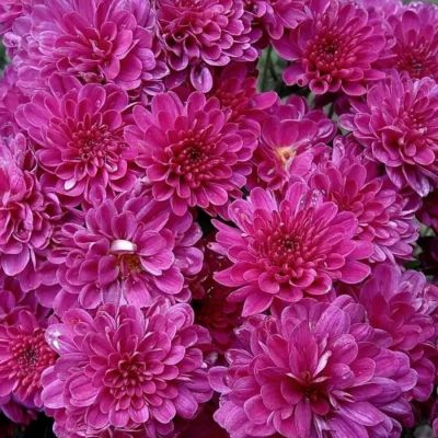 Хризантема мультифлора Бронсоуд Пурпл Хризантема мультифлора Бронсоуд Пурпл - Dolina-Sad.Ru
