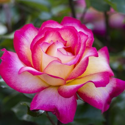 Роза штамбовая Рэинбов Сорбет Роза штамбовая Рэинбов Сорбет - Dolina-Sad.Ru