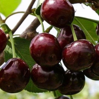 Черешня Ипуть фото