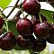 Черешня Ипуть фото