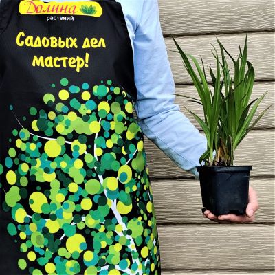 Традесканция Андерсона Инносенс Традесканция Андерсона Инносенс фото