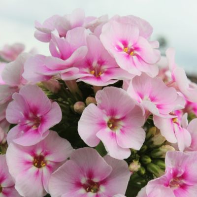 Флокс метельчатый Юник Биколор - Dolina-Sad.Ru