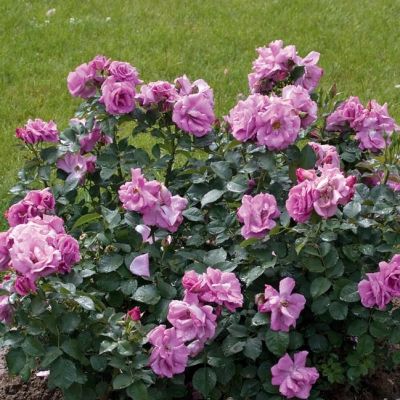 Роза Россион в горшке - Dolina-Sad.Ru