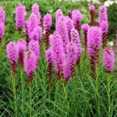 Лиатрис ПИКАДОР Лиатрис ПИКАДОР фото