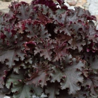 Гейхера Блэк Бьюти Гейхера Блэк Бьюти - Dolina-Sad.Ru