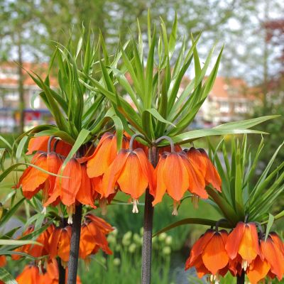 Рябчик Рубра Максима Рябчик Рубра Максима фото