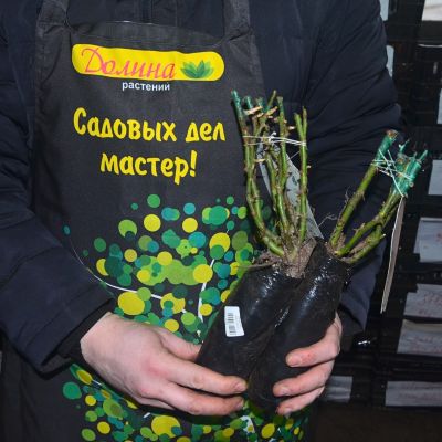 Роза Шлосс Ойтин Роза Шлосс Ойтин фото