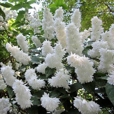 Дейция шершавая Кандиссима Дейция шершавая Кандиссима фото