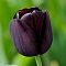 Тюльпан Квин оф Найт фото