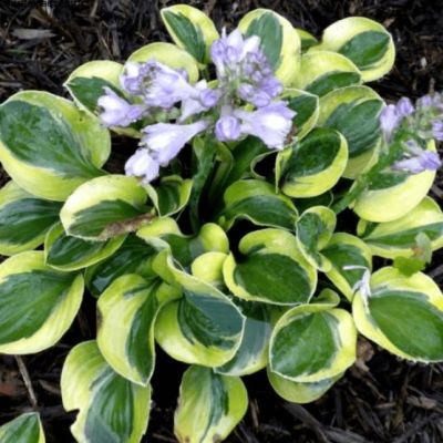 Хоста Майти Маус , P11 Хоста Майти Маус , P11 фото