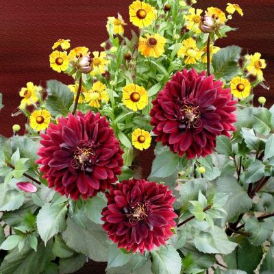 Георгина Фриволес Глоу Георгина Фриволес Глоу фото