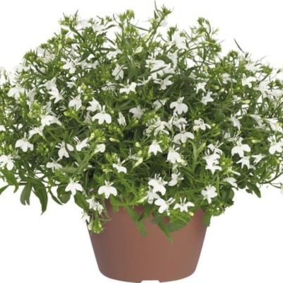 Лобелия Анабель Шоу Вайт - Dolina-Sad.Ru