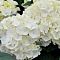 Гортензия крупнолистная Фест Уайт - Dolina-Sad.Ru