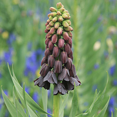 Рябчик Персидский Рябчик Персидский фото