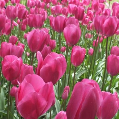 Тюльпан Дон Кихот Тюльпан Дон Кихот - Dolina-Sad.Ru