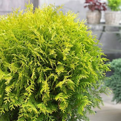 Туя западная Глобоза Ауреа Туя западная Глобоза Ауреа - Dolina-Sad.Ru